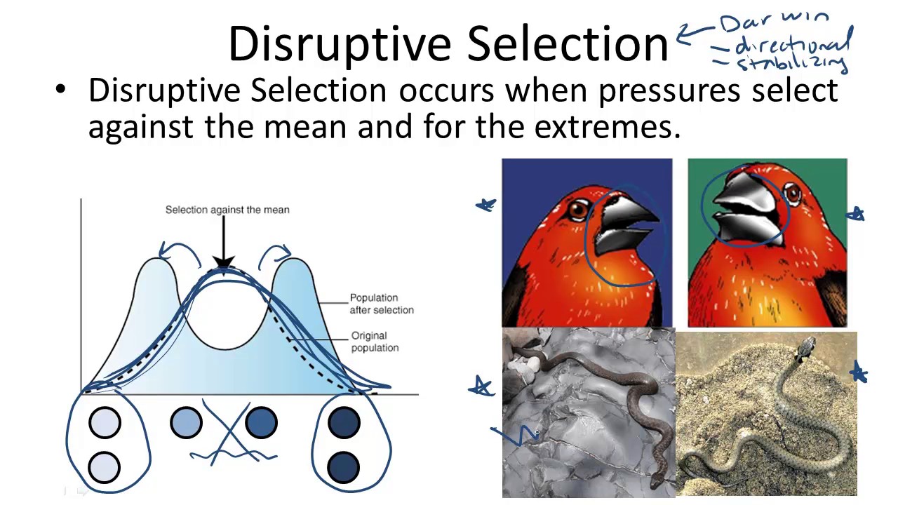 Disruptional Selection