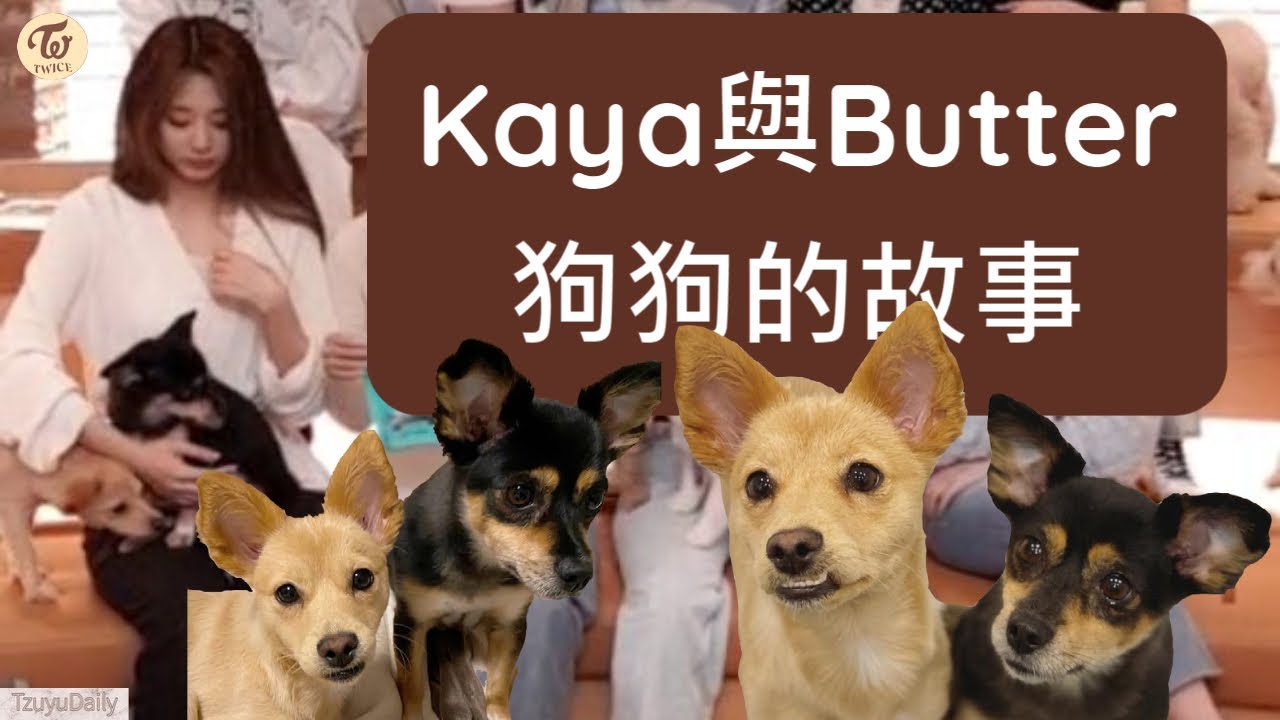 【狗狗故事】Kaya與Butter母女的故事 子瑜幫狗狗命名的由來🐶 | Tzuyu Daily2