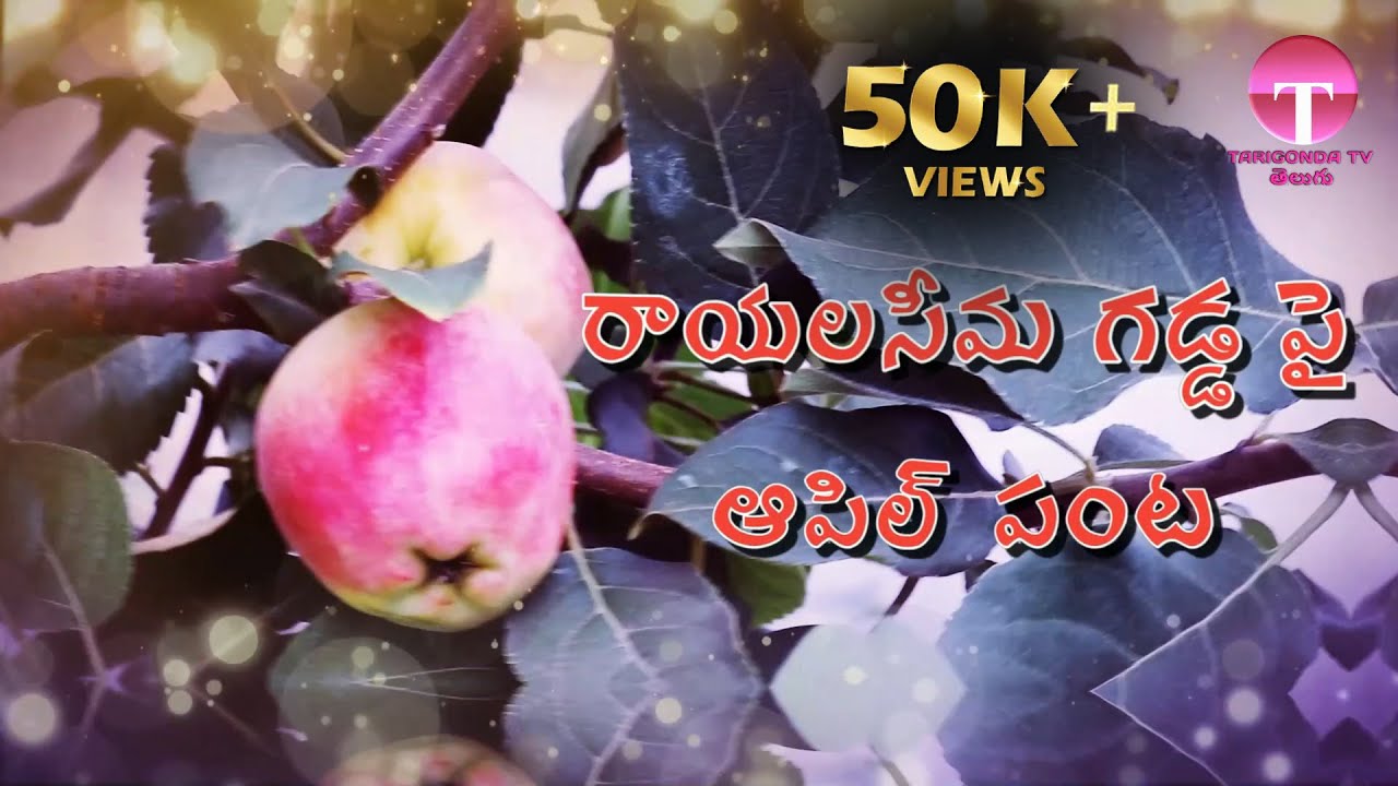 Interview with Siva sankar reddy Apple fruit cultivation  