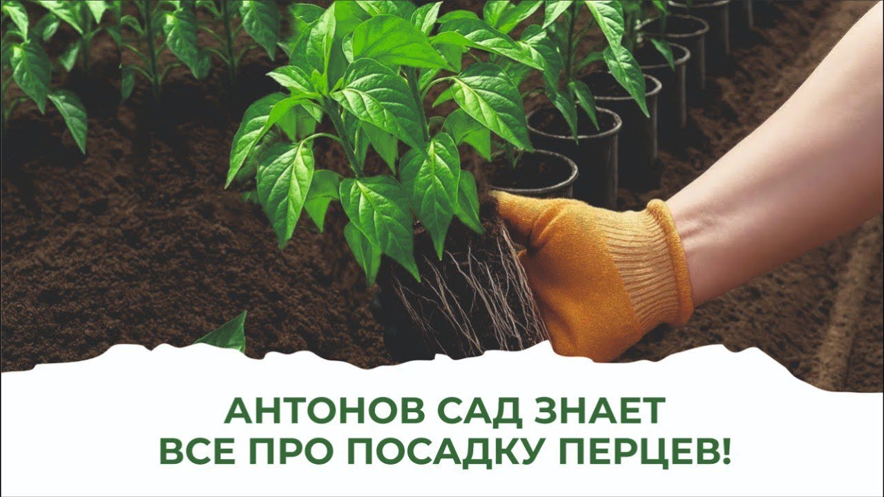Ошибки. Не сейте перцы на рассаду, пока не узнаете, как делать нельзя!