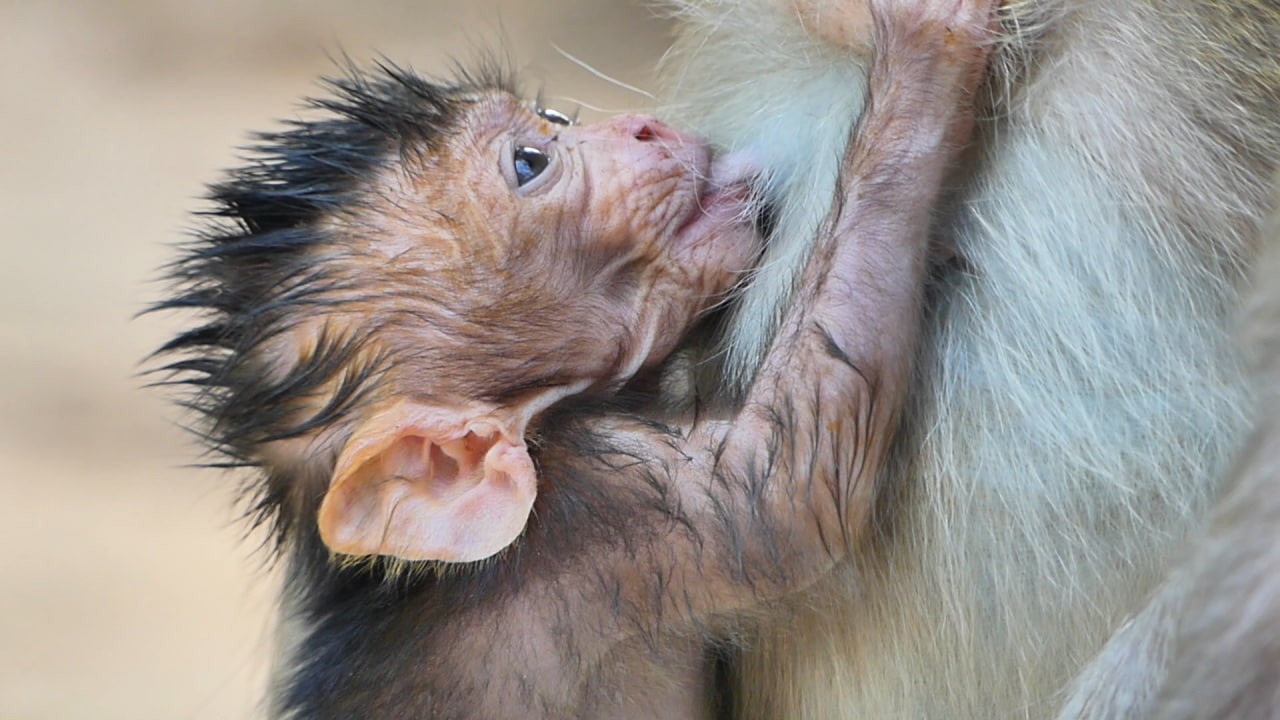 Not wait cuties baby fast to drink sweet milk mommy | AB Wildlife