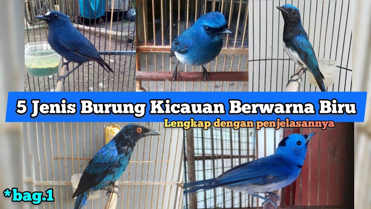 5 Jenis Burung Kicau Berwarna Biru. Bagian 1