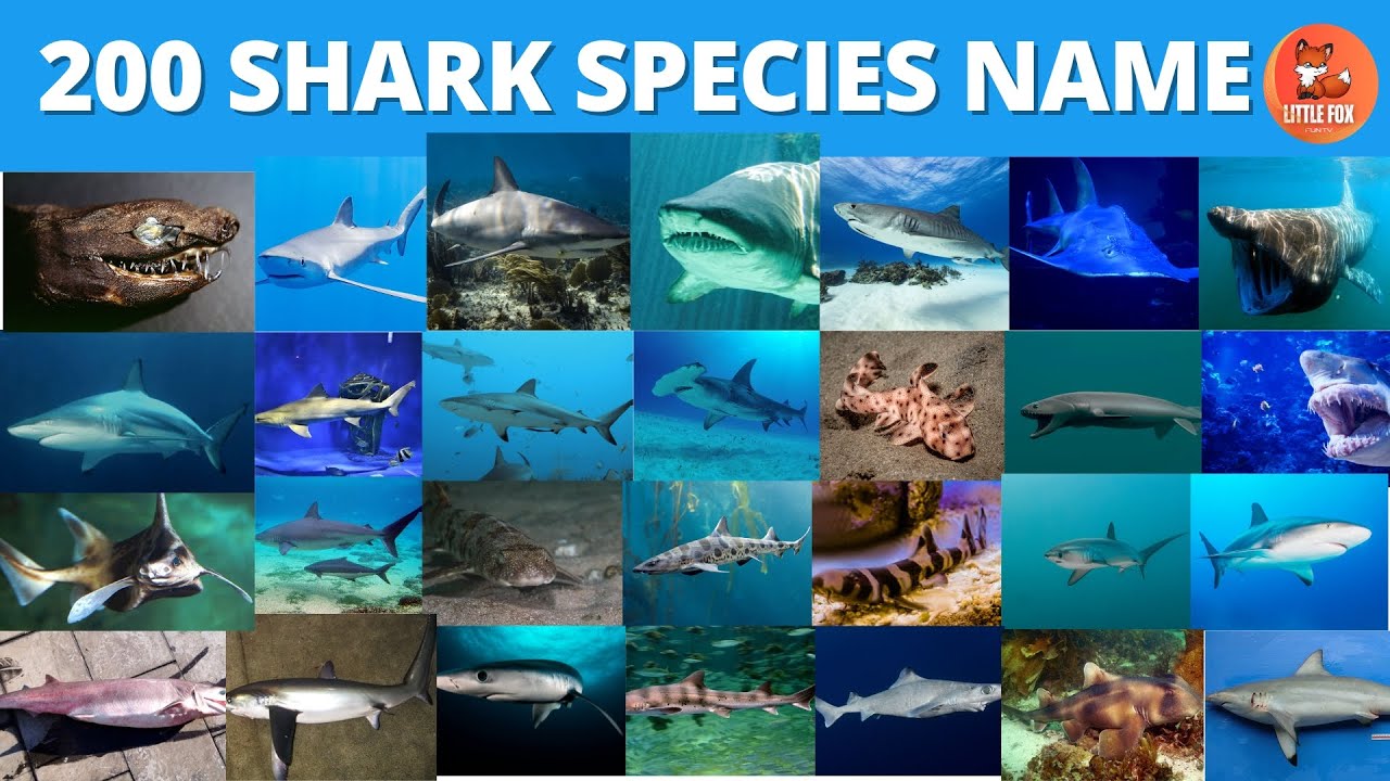 🦈Mega Sharks| Learn Top 200 Amazing Shark Names in English for kidslearning #kids #animals #shark