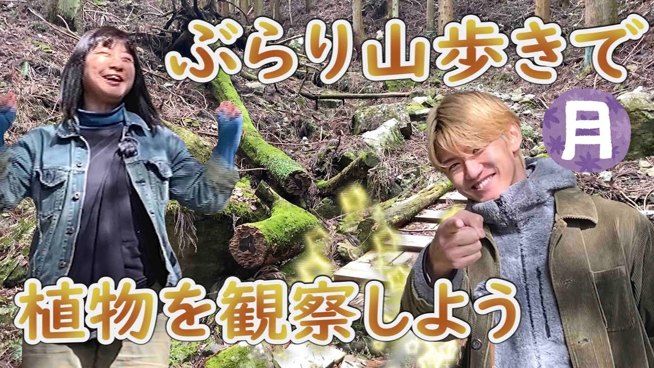 【山歩きと植物観察】山で自生する植物を観察したら暮らしに役立つものばかりだった【山歩き】