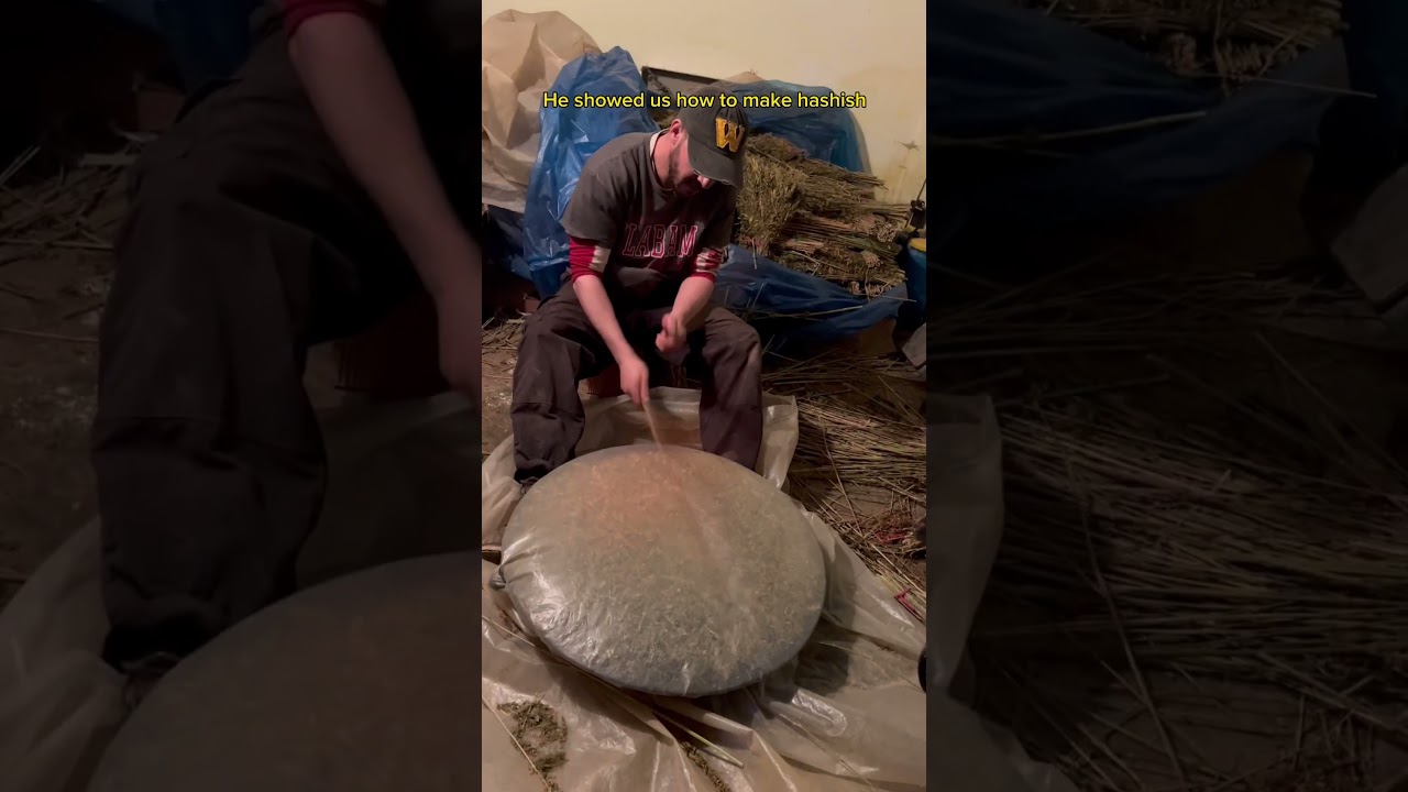 Hash production in Ketama #ketama #hasj #hashish #chefchaouen #morocco #documentary  #chefchaouen