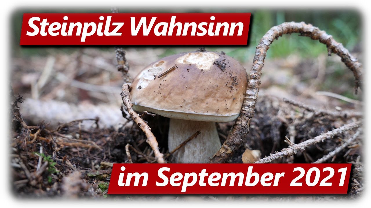STEINPILZ WAHNSINN | Speisepilze sammeln im September