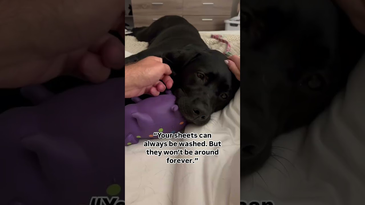 Let your dog sleep in your bed. Your sheets can always be washed&hearts;️ #dogs #cute #puppy #labrador