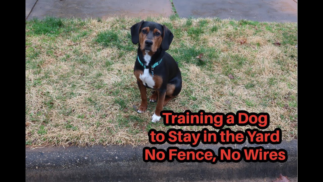 Training a Dog to stay in the Yard -No Fence , No Wires Nothing