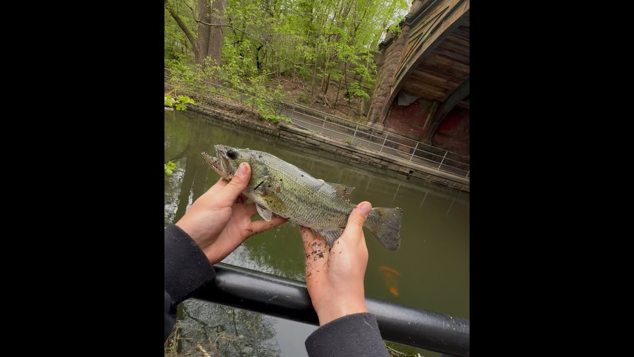 Fishing in Prospect park /NYC/ /SPRING FISHING/