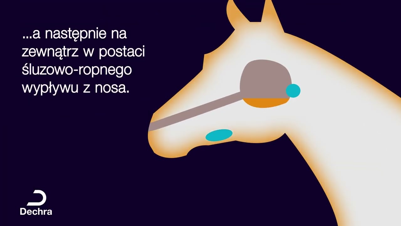 Zołzy u koni - przebieg choroby