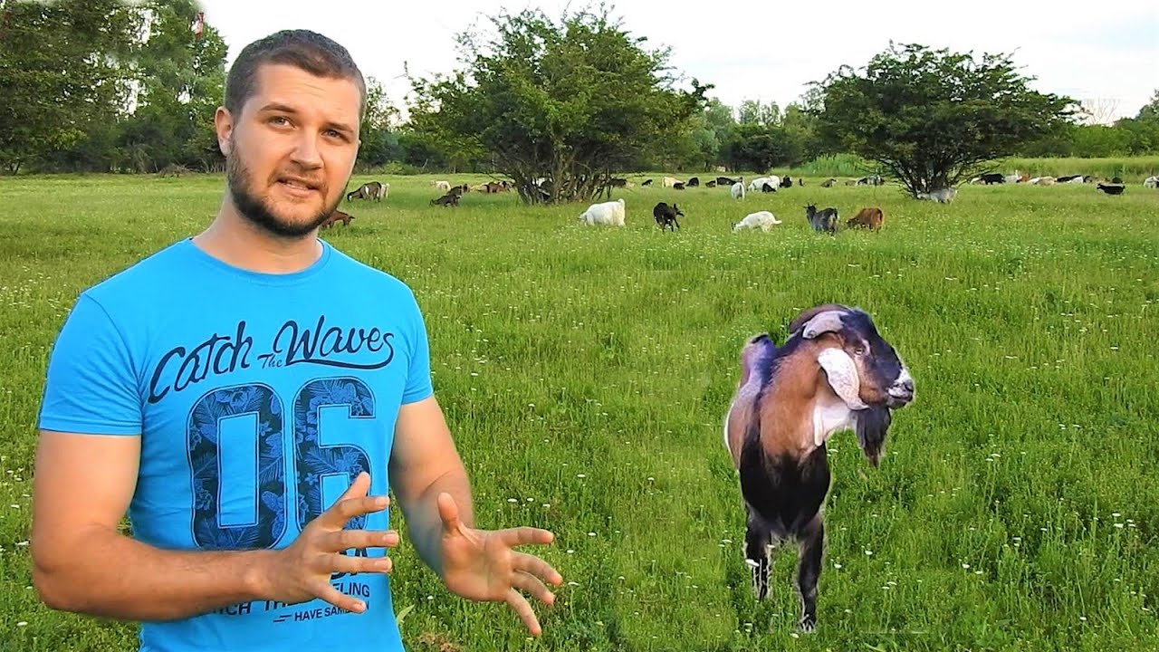 CAPRE ANGLO-NUBIENE SI CARPATINE, LA GEORGE, IN SAVANA IALOMITEANA.
