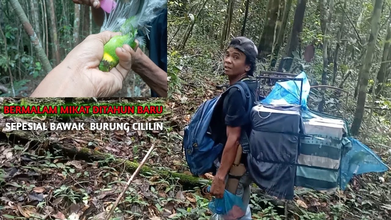 SEPESIAL MIKAT DITAHUN BARU    BAWAK BURUNG CELILIN