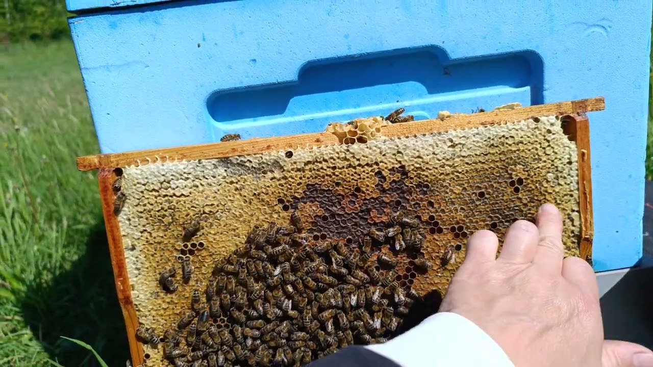 Zasklep na sucho czy na mokro? zimowy pokarm czy miód?