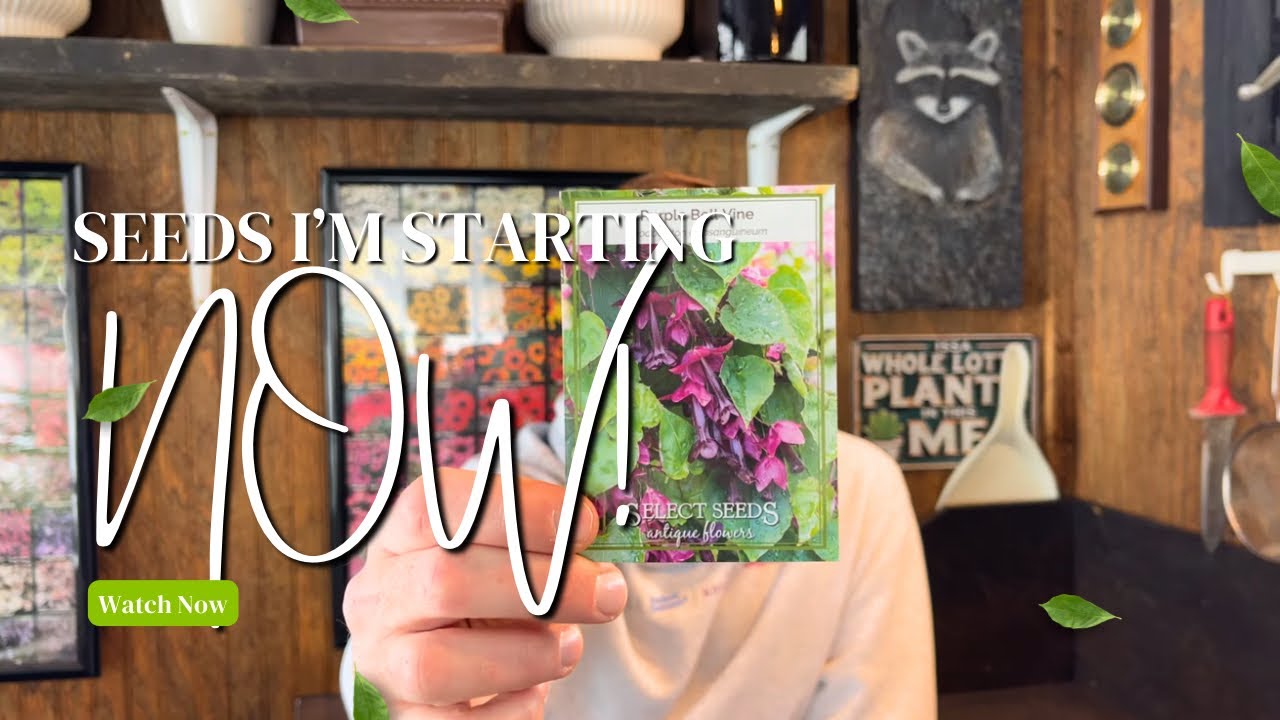 🌱 Я начинаю сеять семена прямо сейчас! 🌱
