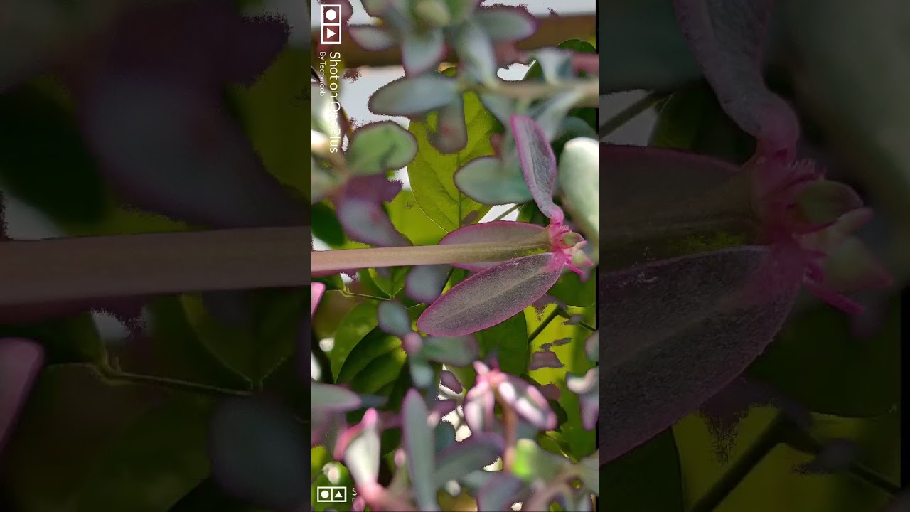 OnePlus Stock Camera VS Gcam #android #gcam #oxygenos11 #oneplus6t #shorts #youtubeshorts