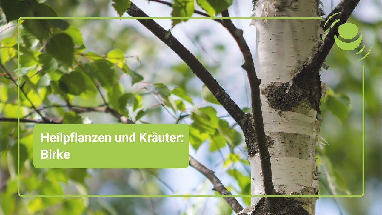Birke – Anwendung & Wirkung auf Harnwege, Niere, Psyche und Haut & Haare