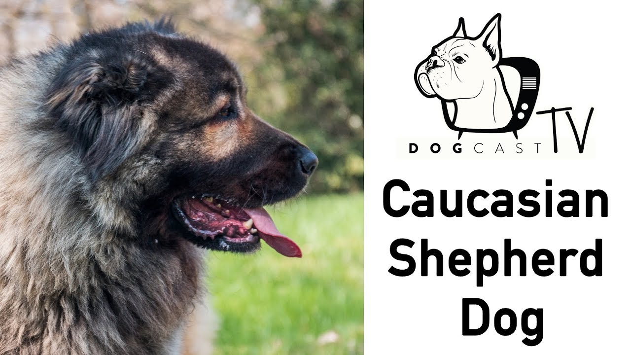 A Kaukázusi juhászkutya fajta bemutató - DogCast TV S02E09