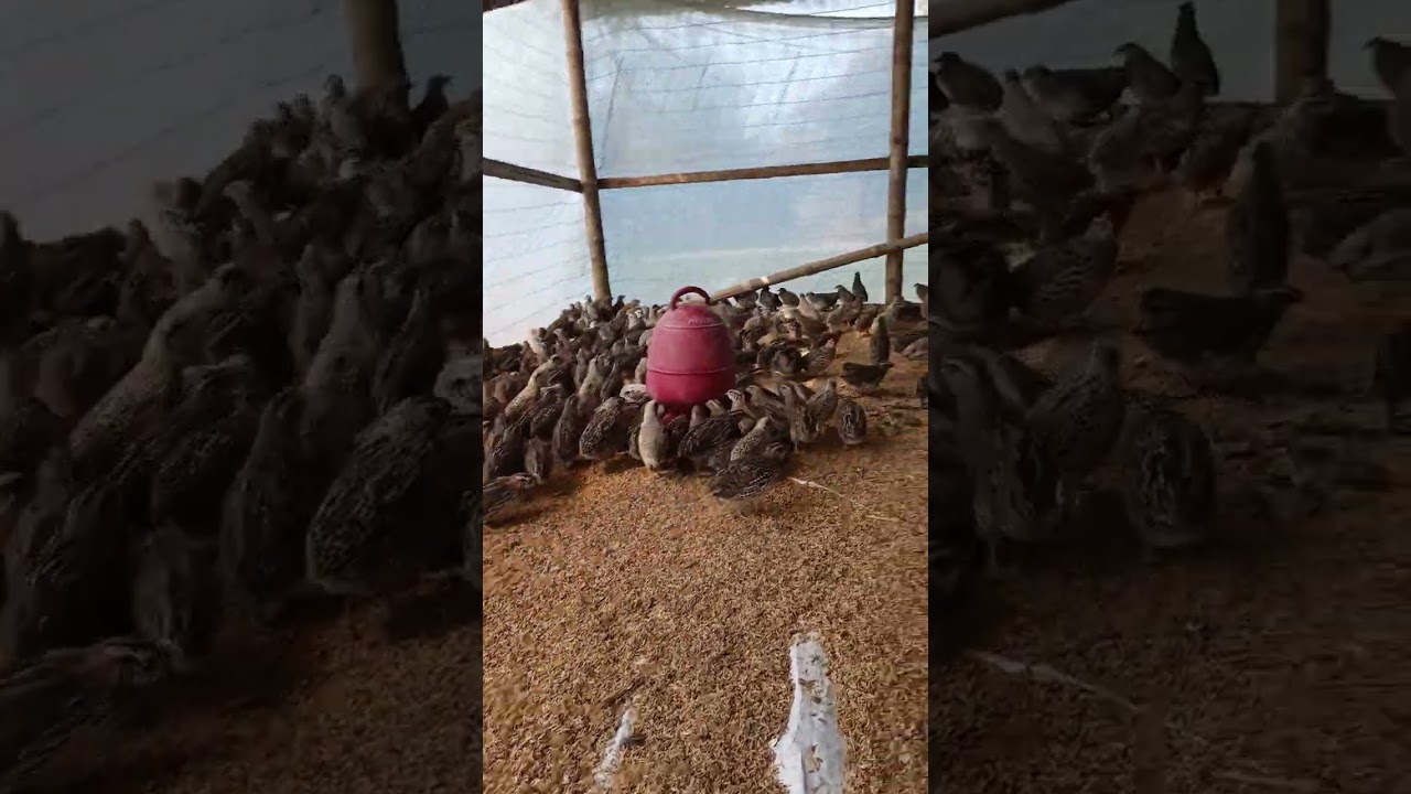 পাখি পালন করি মূলত ভালোবাসা থেকে 🦜