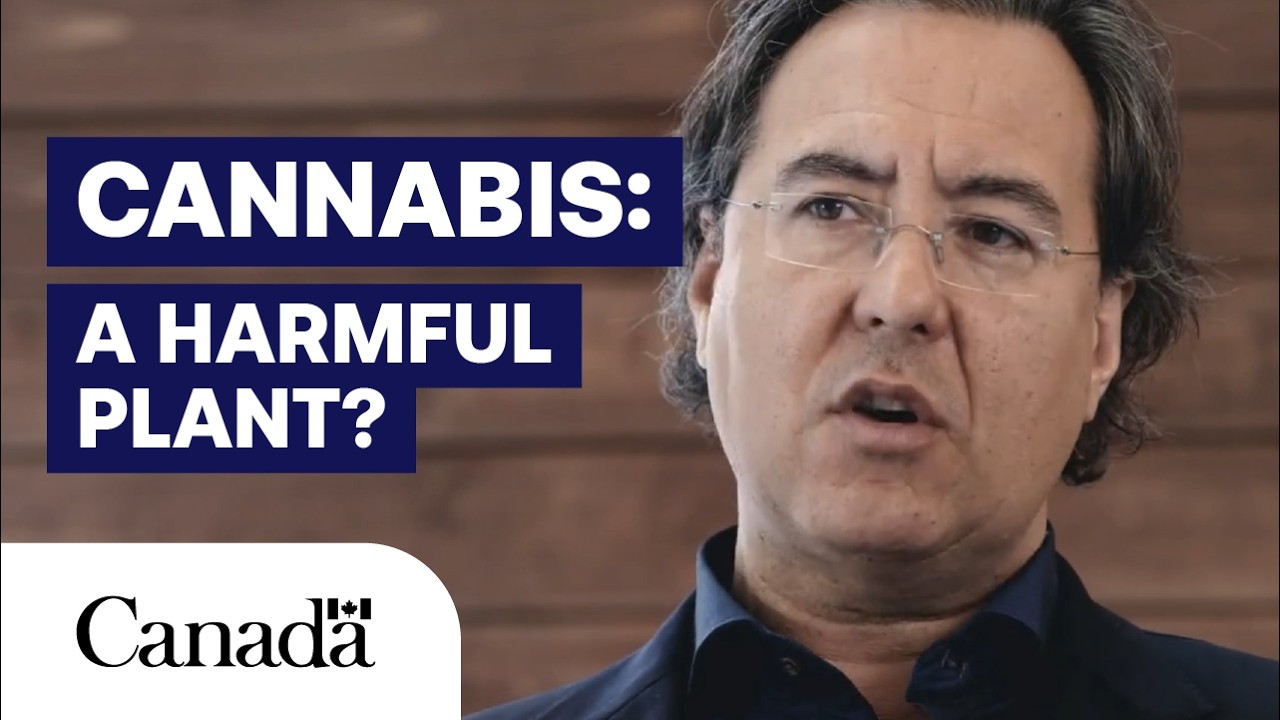 Your Cannabis Questions, Answered: How can a plant be harmful?