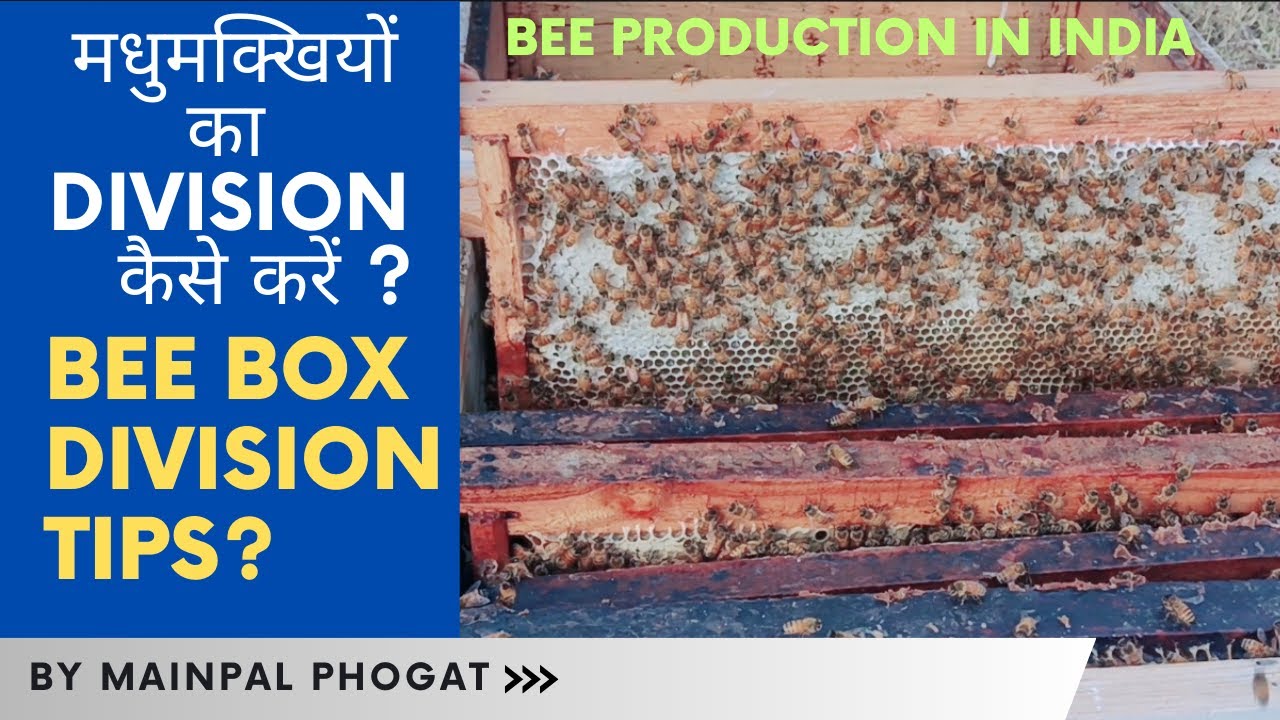 मधुमक्खियों का डिवीजन कैसे करें ? Bee box division tips #beefarming #honey #bees