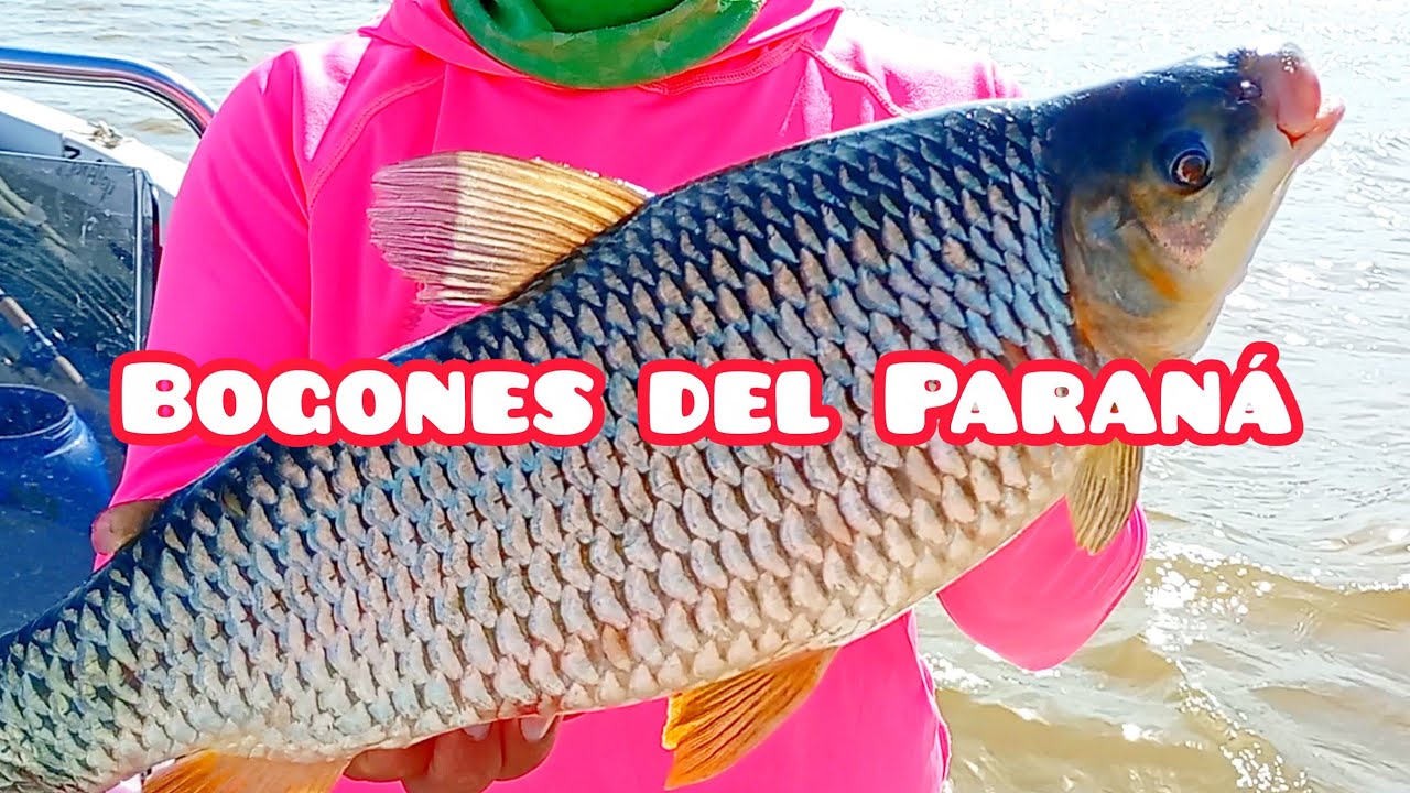 EXPLOTA LA PESCA EN ZARATE ! Lleno de Bogas y Bagres enormes
