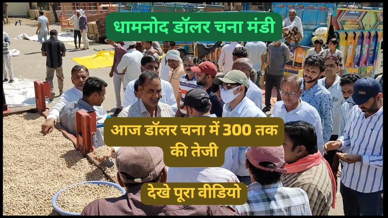 धामनोद डॉलर चना मंडी || आज तेजी देखने मिली || शुरुवाती 8800 से 9740 तक बिका - DhamnodMandiBhav