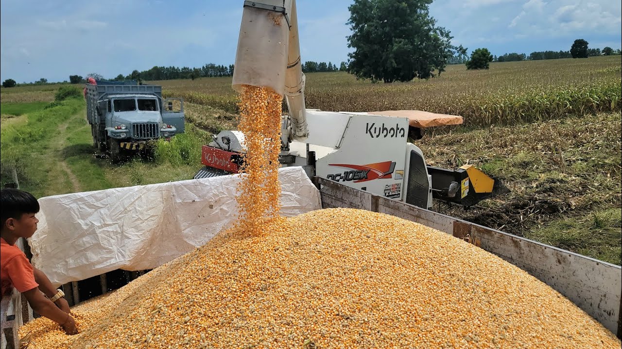 New technology Corn thresher,Harvesting corn with new and easy techniques.