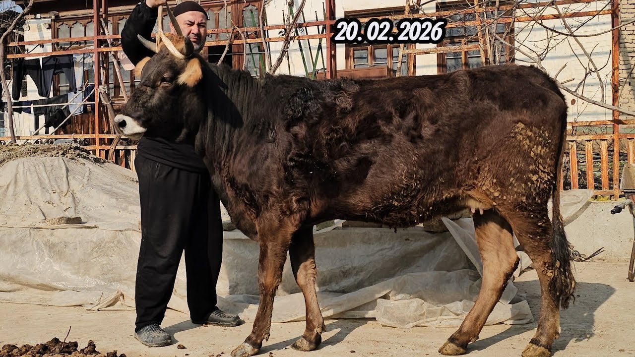 SHVEST YETUK BO‘G‘OZLAR🔥 ROSSIYA PARO‘DA BO‘G‘OZ ZO‘RLARI POLVON AKADA🔥