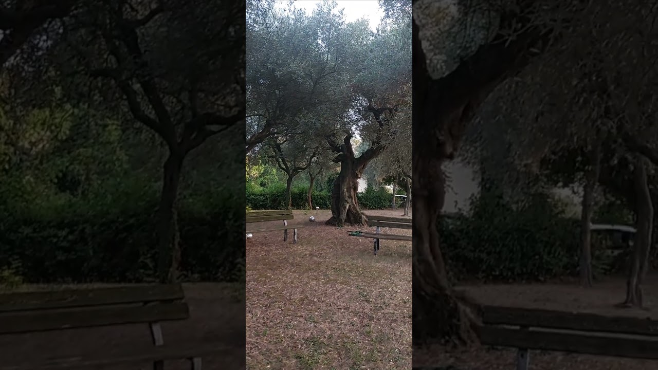 La Country House Gli Ulivi Del Monte immersa nel cuore delle colline marchigiane