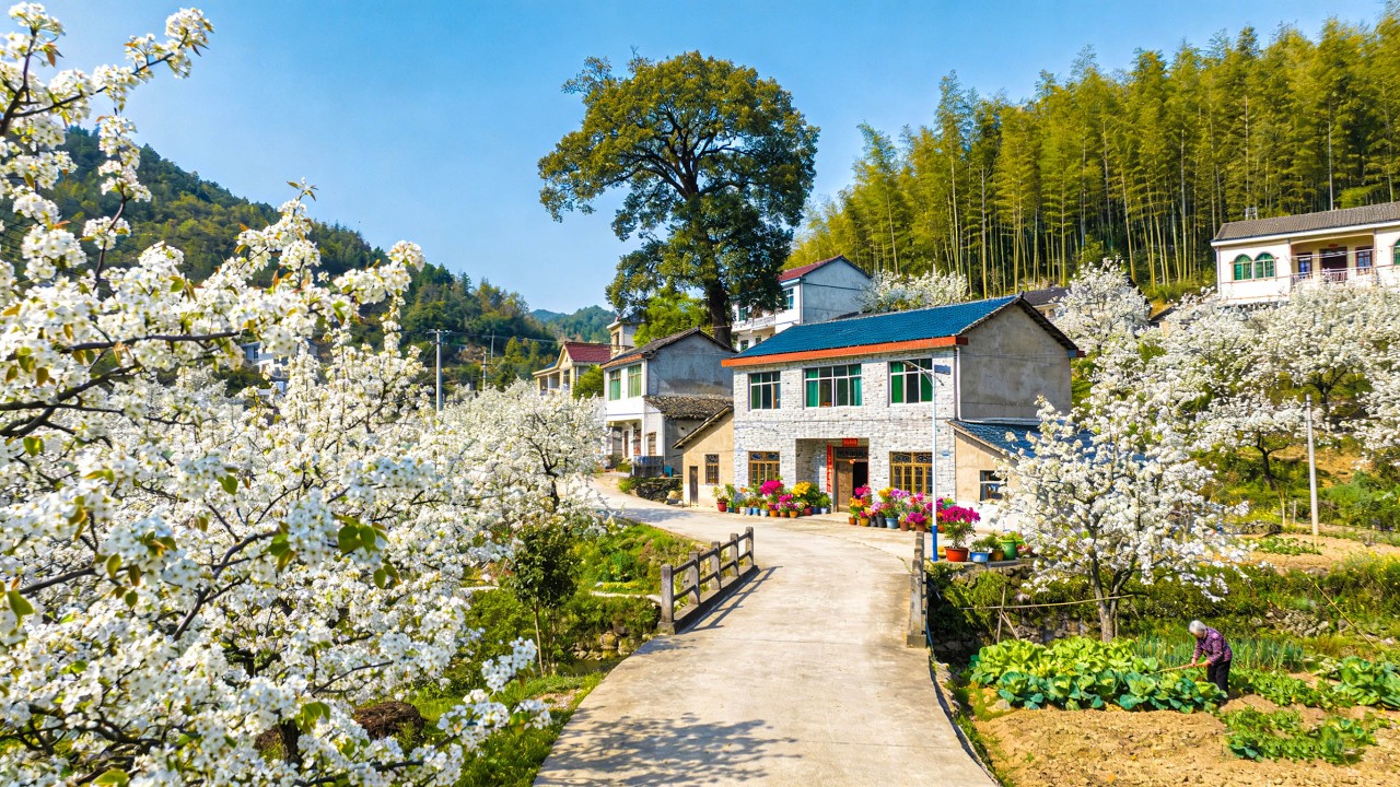 Real Rural China Is Different From What You Imagine—A Peaceful Paradise Surrounded By Pear Blossoms
