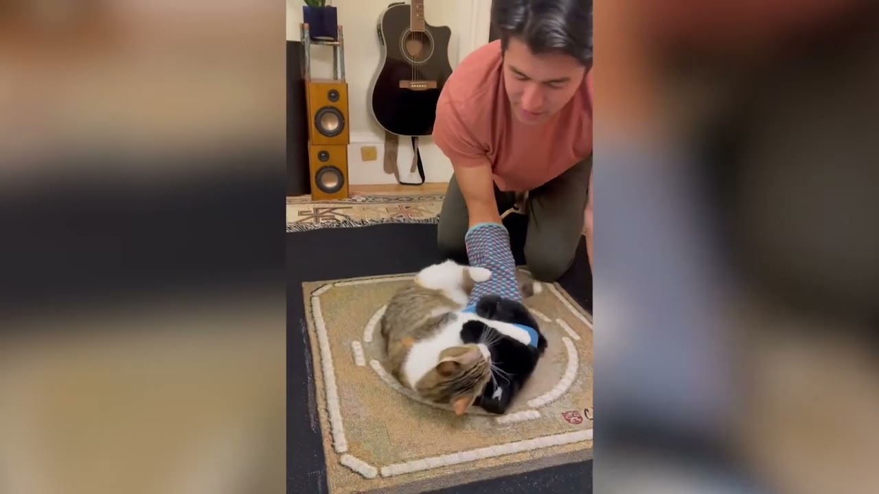 Cat Owner Creates Toy to Wrestle With Cat