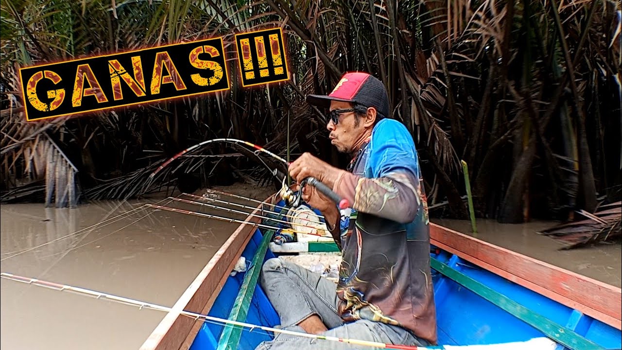 keganasan udang disungai ini akhirnya kembali lagi spot terbaik mancing udang galah