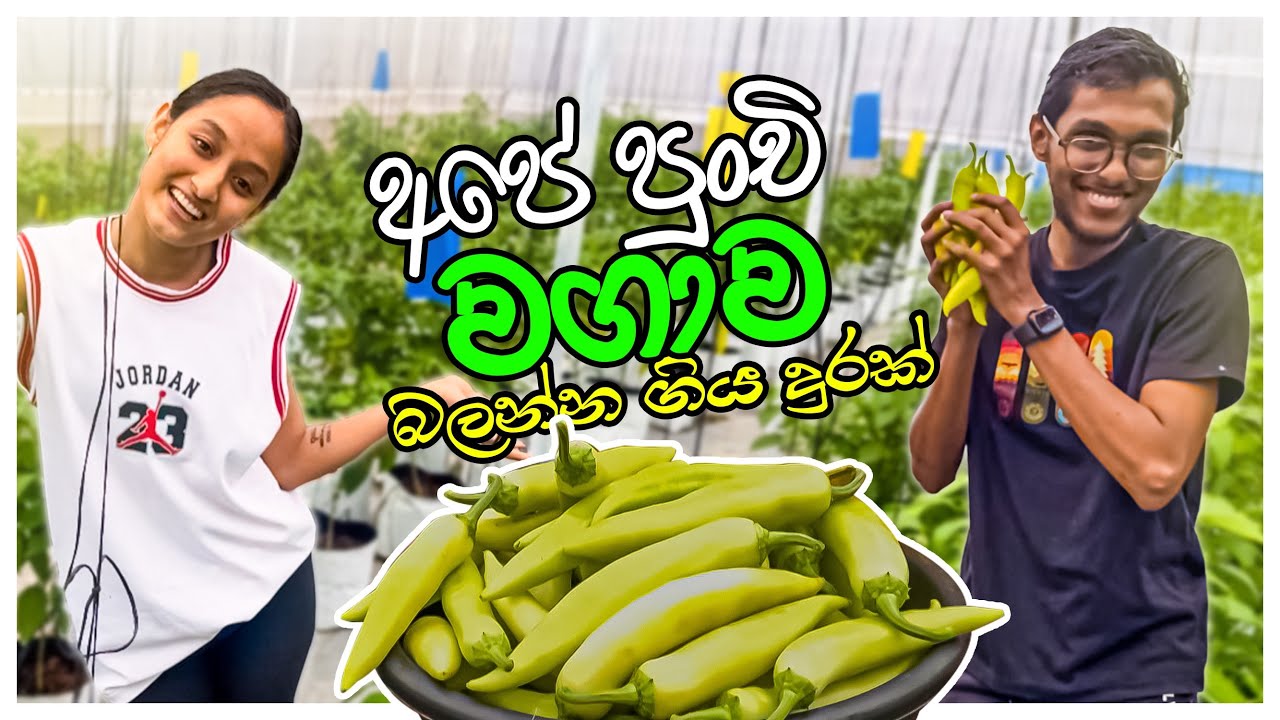 ඇත්තටම මොකක්ද මේ වගාව 🧐 | vlog 16 | 