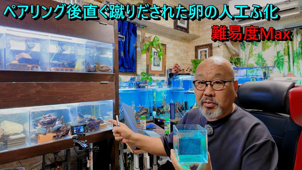 ペアリング後直ぐ蹴りだされた卵の人工ふ化、難易度Max