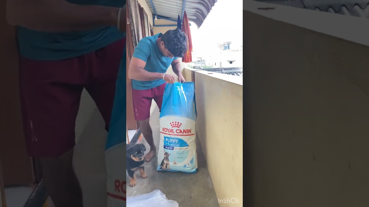 #rottwiller #doglover ❤️🐶 Royal canin 15kg pack review 🤩 #shortsviral ￼