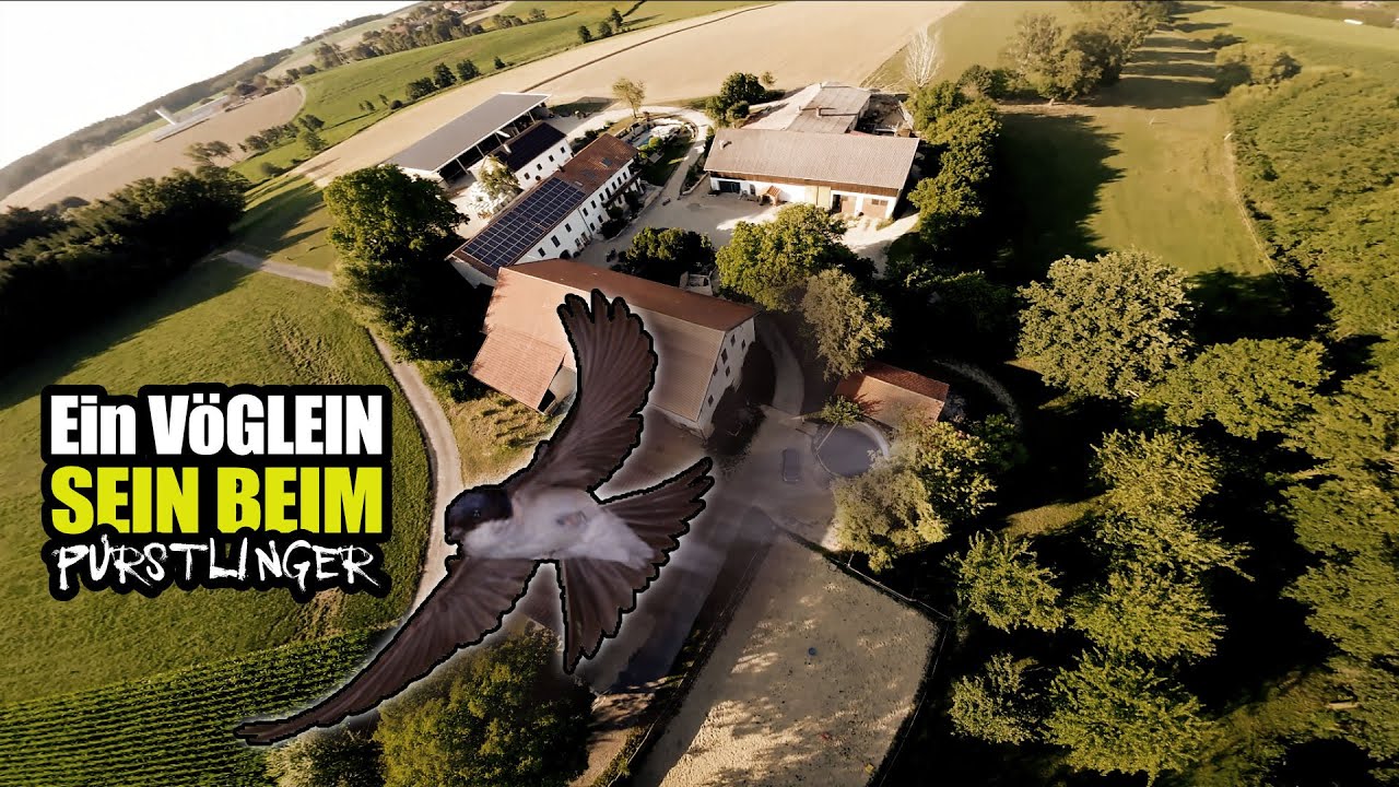 Einmal Vöglein sein beim Pürstlinger