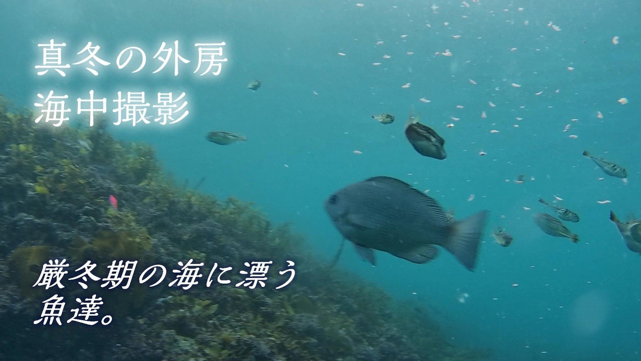 厳冬期の海に漂う魚たち～真冬の外房　海中撮影～