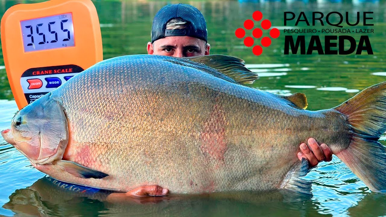 TRINTADA NO TANCÃO MAEDA / BRANCÃO GIGANTE NO ÚLTIMO ARREMESSO