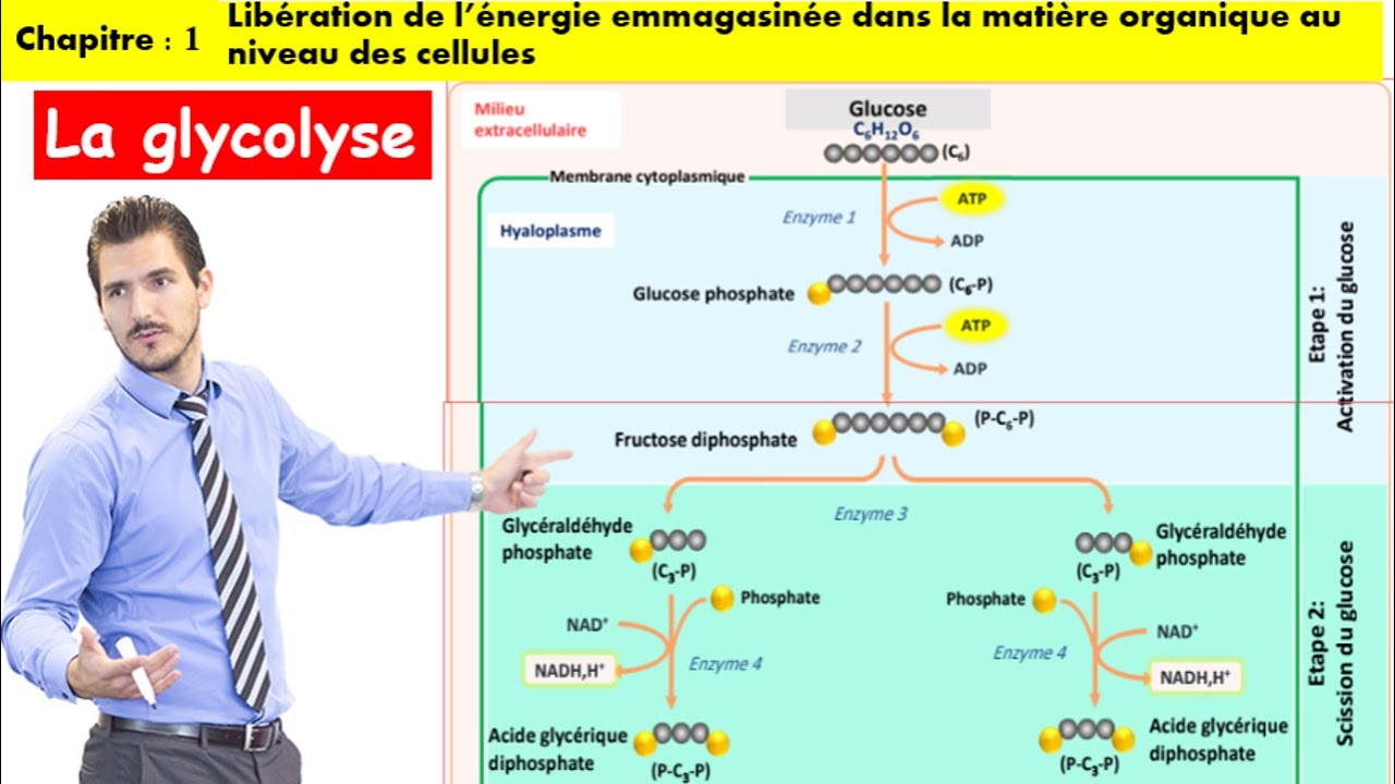 La glycolyse 2bac option francais (شرح بالداريجة)