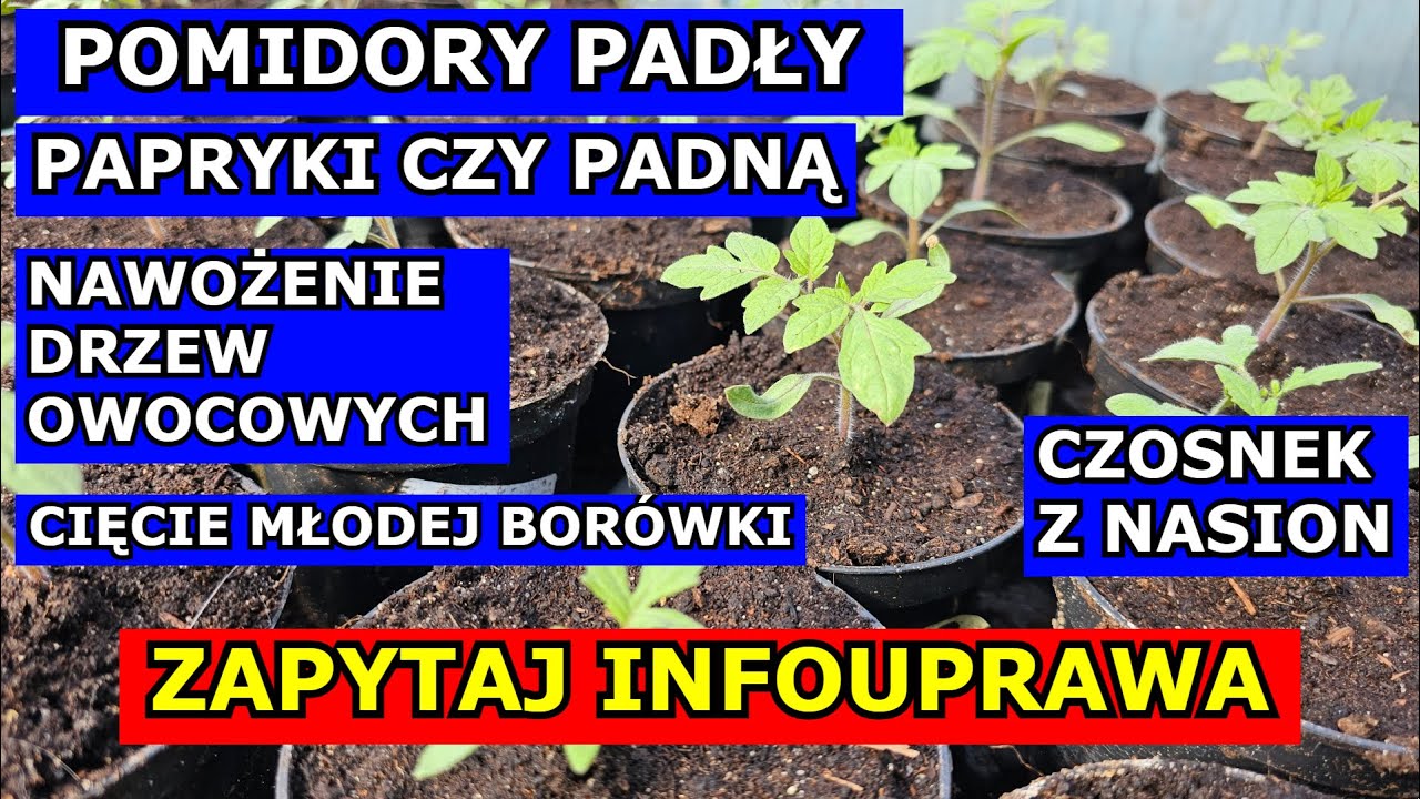 Pomidory PADŁY, Papryki czy padną w nieogrzewanym Tunelu, Czosnek z Nasion Nawożenie Drzew owocowych