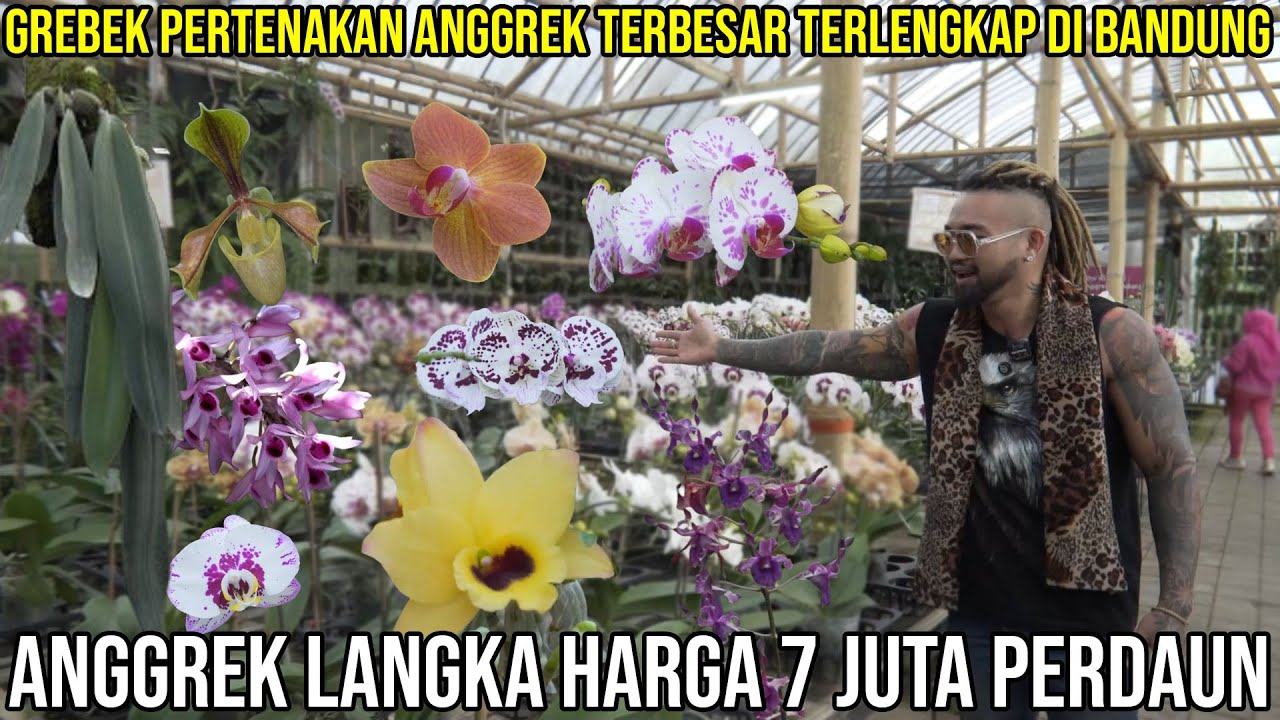 GREBEK PETERNAKAN ANGGREK TERBESAR TERLENGKAP DI BANDUNG ANGGREK LANGKAH HARGA 7 JUTA PERDAUN