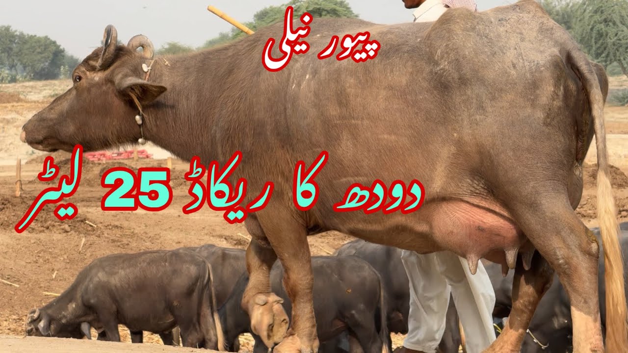 پیور نیلی کی بوری بھینسیں دودھ کا ریکاڈ 25 لیٹر pure Nilli high milking buffalo for sale in Punjab 