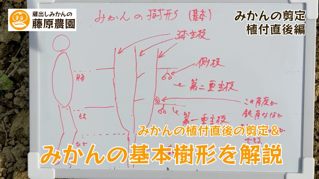 みかんの剪定の仕方～植付直後の剪定や基本樹形である開心自然形について解説。同年枝の処理や秋芽の扱いについても紹介します！