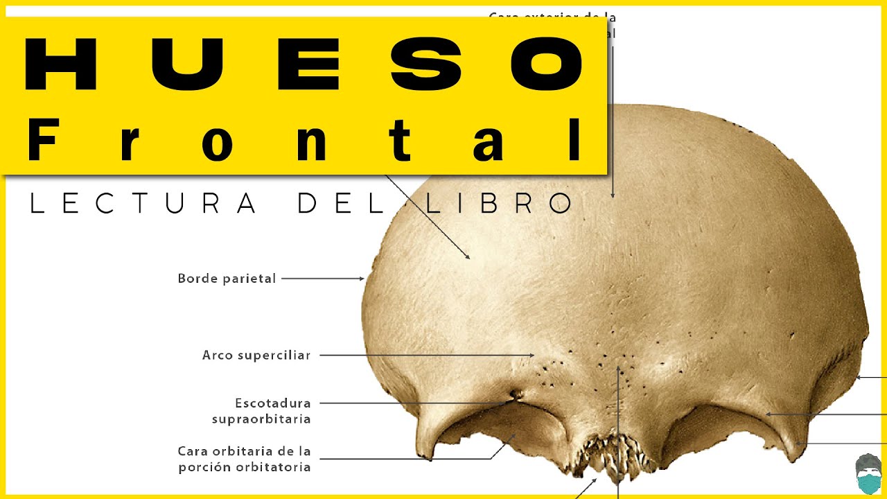 Hueso Frontal - Libro Rouvière