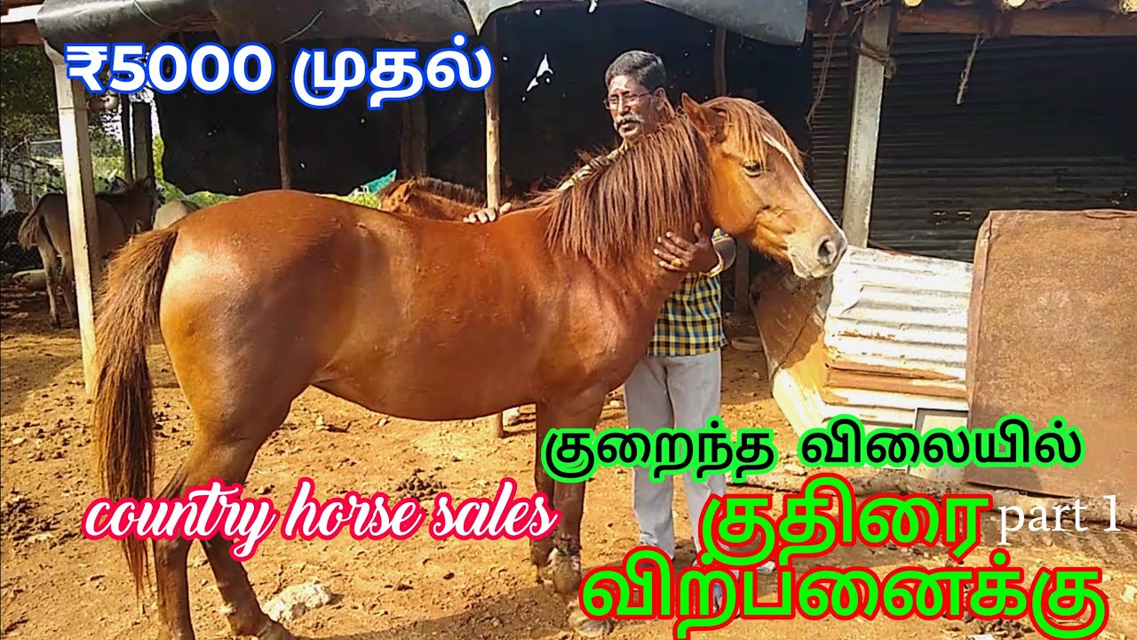 ₹5000முதல் ஆரம்ப விலை#நாட்டுகுதிரைவிற்பனைக்கு#/country horsesales#horse @Tamil-5500