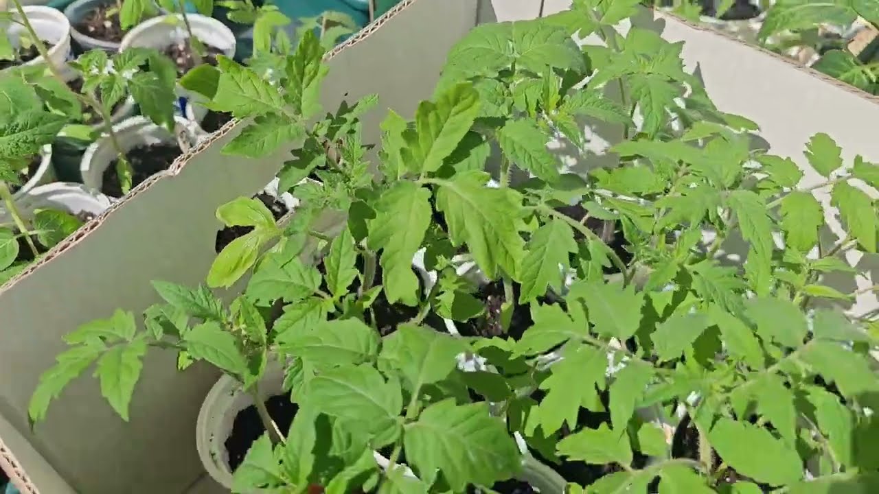 Setzlinge nach den düngen/pflanztütten test/Sibirische Sorten🍅