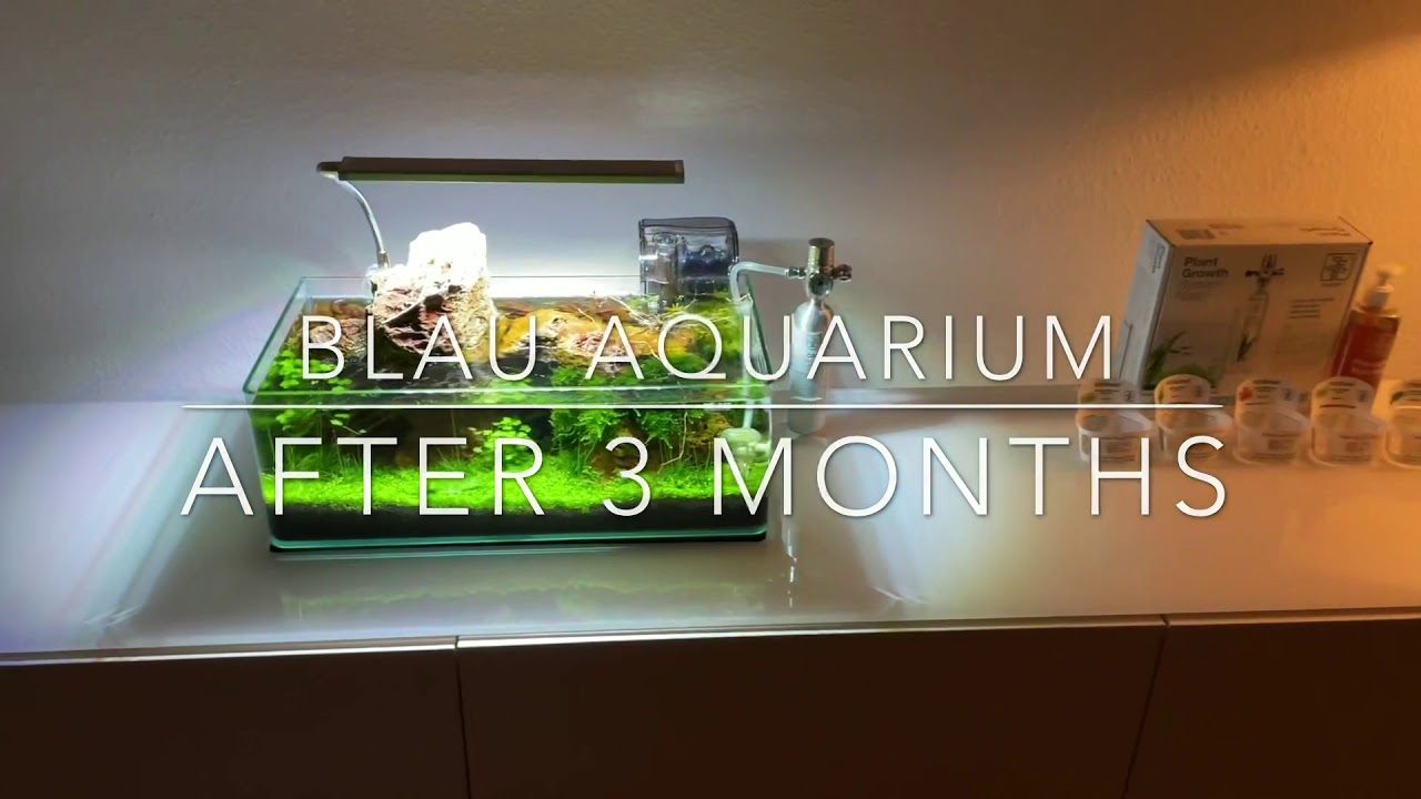 Aquascaping Blau nano tank for shrimps