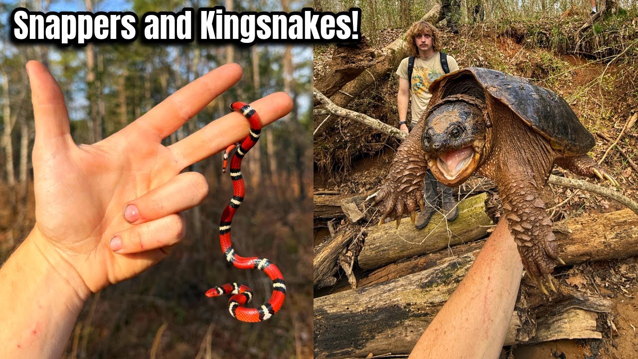 Snapping Turtles, Vipers, and Stunning Scarlet Kingsnakes! Amazing Spring Herping in Georgia