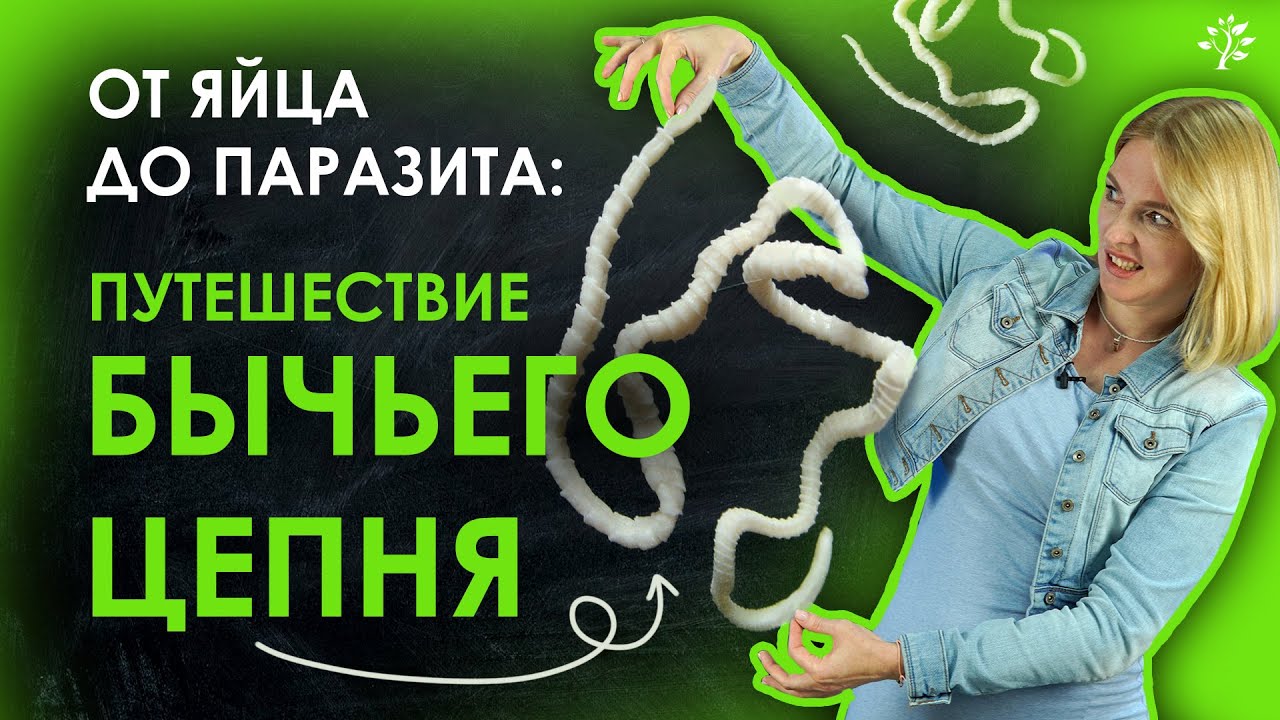 От яйца до паразита: путешествие БЫЧЬЕГО ЦЕПНЯ | TutorOnline
