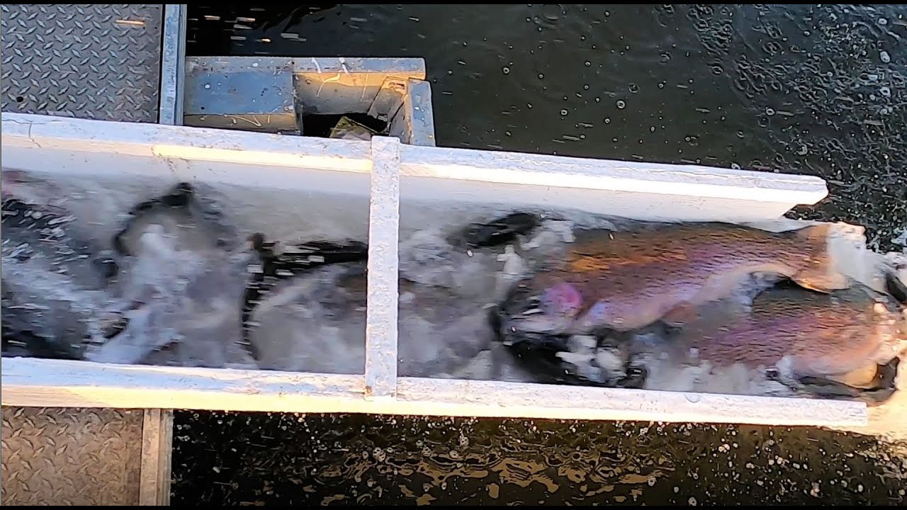 4/7/22 STOCKING SIERRABOWS & HUGE TROUT AT SANTA ANA RIVER LAKES